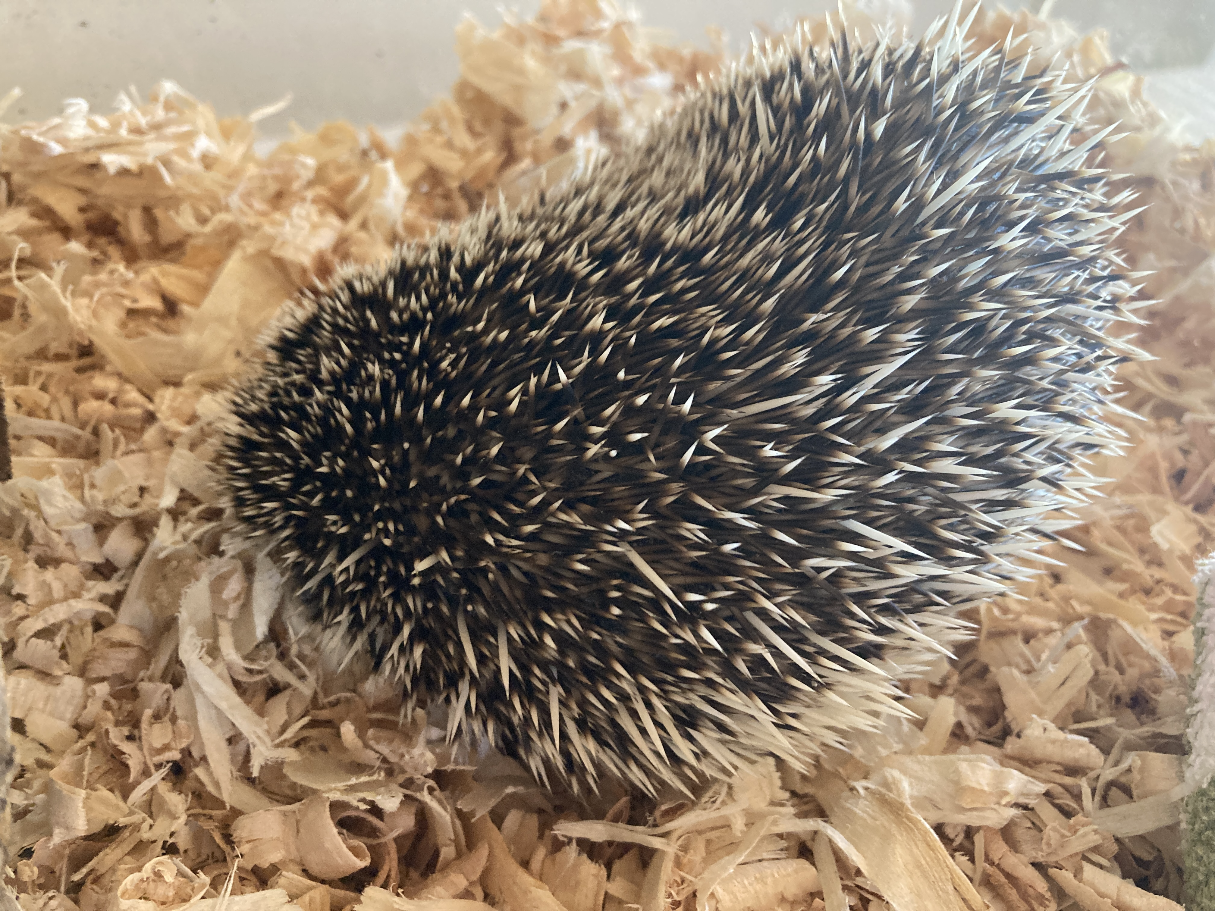 Olive in her spiky ball form